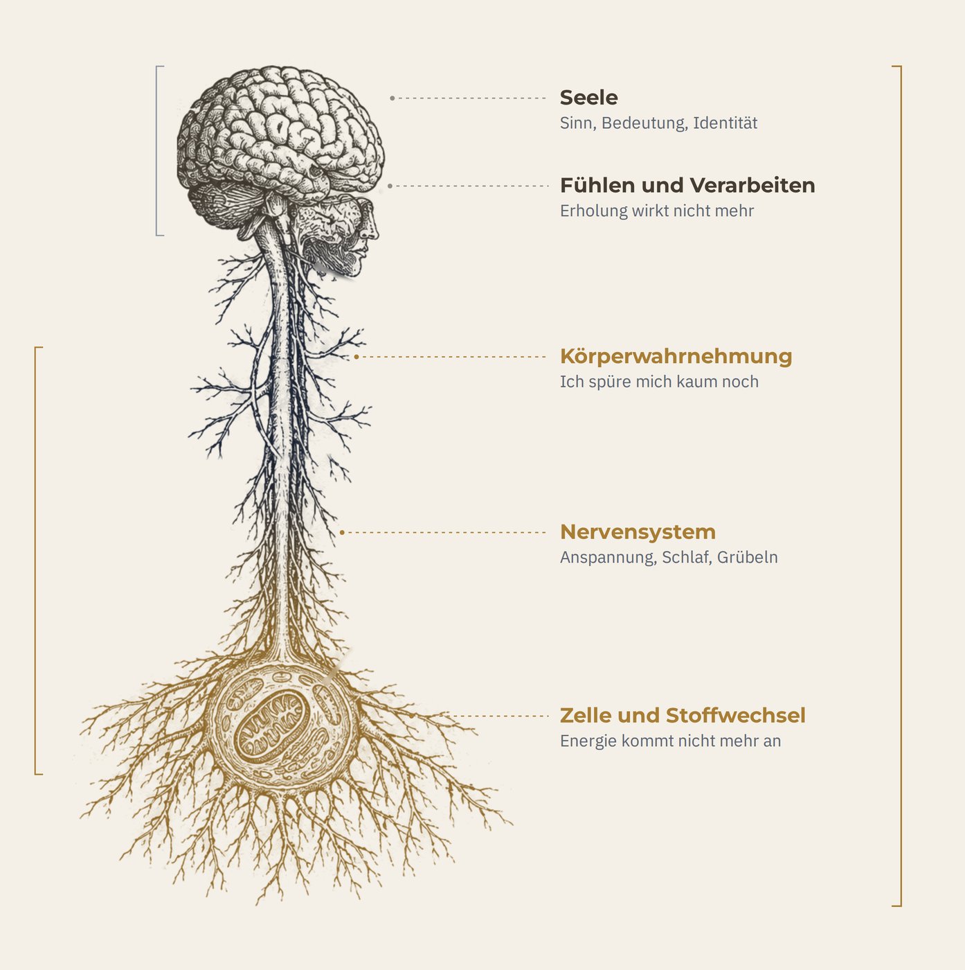 Von der Zelle zur Seele: Unten die Zelle mit Mitochondrium als Wurzel, darüber das Nervensystem als Stamm bis hinauf zum Gehirn. Gespräch und Medikament setzen oben bei Seele und Fühlen an. Das Fundament aus Zelle, Stoffwechsel, Nervensystem und Körperwahrnehmung trägt, was darüber liegt. Cell to Soul reicht von der Zelle bis zur Seele.